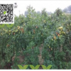 矮化棗樹苗_密植棗樹苗_棗樹苗效益_密植棗樹苗