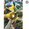 低價供應園林批發各種綠化苗木毛杜鵑寵物園藝盆景瘋狂促銷爆款