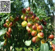 棗樹苗_兩年生棗樹苗_2年生棗樹苗_雙八棗樹苗