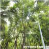 大量低價供應綠化苗木藍花楹自家苗場種植銷售寵物及園藝園林