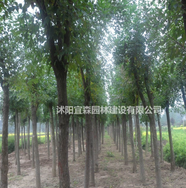 白蠟價格 江蘇專供白蠟價格便宜 處理白蠟