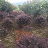 紅葉石楠，耐土壤瘠薄，生長速度快