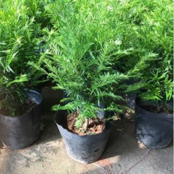 基地直銷 紅豆杉苗 抗*植物 盆栽植物 南方紅豆杉樹苗 盆栽植物