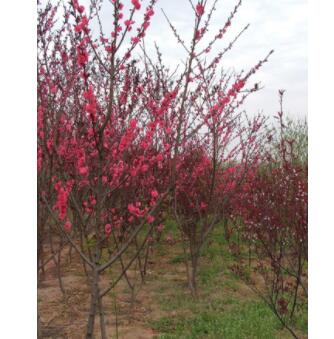 批發碧桃苗 基地直銷 紅葉碧桃苗 彩色風景樹 紅葉桃 紫葉桃