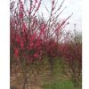 批發碧桃苗 基地直銷 紅葉碧桃苗 彩色風景樹 紅葉桃 紫葉桃