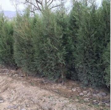 供應側柏苗木銷售中