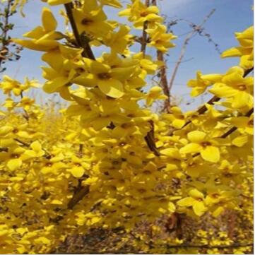 供應連翹苗木銷售中