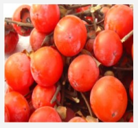 供應(yīng)優(yōu)質(zhì)柿子苗 甜柿子苗 陽豐柿子苗火晶柿子苗