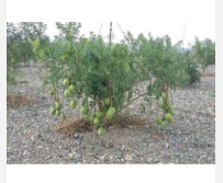 供應(yīng)優(yōu)質(zhì)文冠果苗 皂角苗