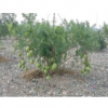 供應優質文冠果苗 皂角苗