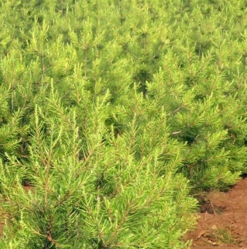 園林苗木白皮松基地直發