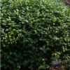 批發(fā)茶花球 精品山茶 高桿茶花樹(shù)花色大紅 綠化苗木