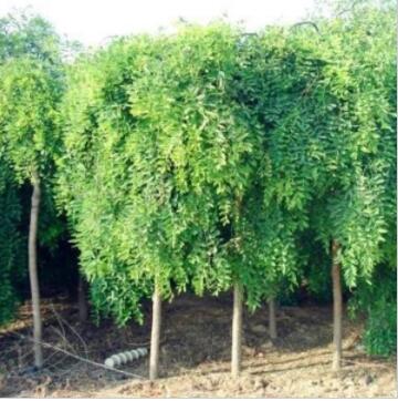 綠化小苗 國槐小苗 國槐樹苗 工程國槐苗 行道植物 量大從優