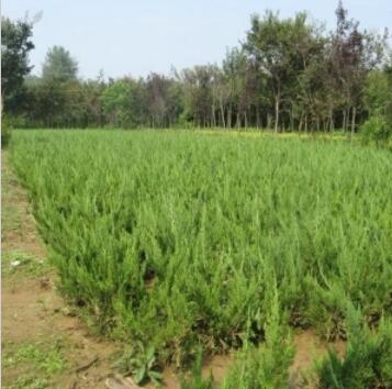 龍柏樹苗 綠化苗木龍柏苗 常綠小喬木 四季常青庭院植物