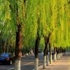垂柳