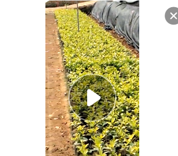 黃金榕樹苗 黃金榕樹價格 黃金榕樹產地 福建榕樹基地 小葉榕樹