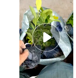 福建袋苗黃金榕 黃金榕球 黃榕盆栽 黃心榕 園林景區綠化苗木