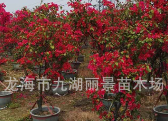 三角梅基地 三角梅盆栽 三角苗小苗 三角梅價格