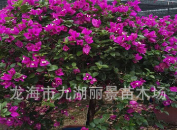 大量供應各種規格紅花三角梅紫花三角梅盆景球狀三角梅三角梅樁