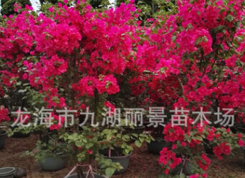 福建三角梅基地 漳州三角梅價格