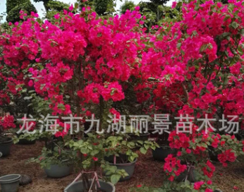 漳州同安紅三角梅批發 福建三角梅基地 云南三角梅