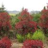 獨桿紅葉石楠