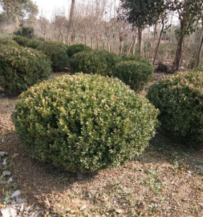 c基地批發 金邊黃楊綠化花樹 金邊黃楊球 品種齊全現貨充足