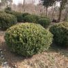 c基地批發(fā) 金邊黃楊綠化花樹 金邊黃楊球 品種齊全現(xiàn)貨充足