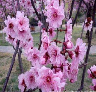 美人梅 大花美人梅 4-5-6-7-8-10-12公分美人梅 美人梅批發