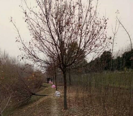 河南五角楓基地！供應(yīng)五角楓