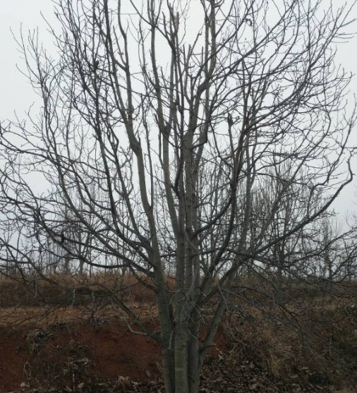河南南陽玉蘭基地！低價供應(yīng)二橋玉蘭