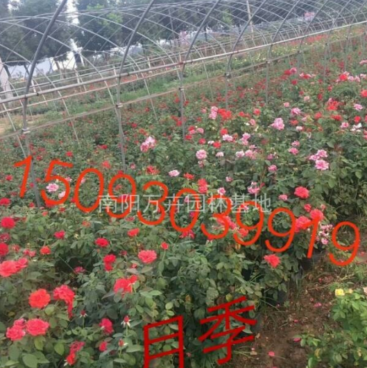 月季：供應(yīng)各種規(guī)格品種月季，豐花，歐月，地被，樹樁月季！