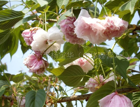 江蘇普賢象櫻基地 江蘇普賢象櫻價格