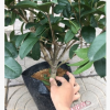 沐春花卉--盆栽桂花 當(dāng)年開(kāi)花 株型勻稱 月桂年桂丹桂 1米高70冠