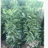 沐春富貴籽--基地批發(fā)富貴籽 精品年宵花卉金玉滿堂 70cm高A貨