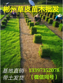 湖南基地直銷郴州優(yōu)質(zhì)馬尼拉草皮 常青耐踐踏易 園林綠化草坪批發(fā)