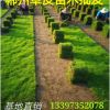 湖南基地直銷郴州優質馬尼拉草皮 常青耐踐踏易 園林綠化草坪批發