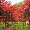 【基地批發(fā)】紅楓樹苗紅舞姬嫁接秋火焰美國日本四季紅庭院綠化苗