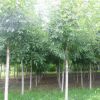 苗圃直銷白蠟樹苗 綠化工程庭院樹 速生白蠟行道樹風(fēng)景樹規(guī)格全