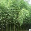 苗圃批發(fā)優(yōu)質(zhì)竹子 青竹 紫竹 金鑲玉竹 品種規(guī)格齊全 四季常青