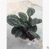 沐春竹芋--基地直銷 黑玫瑰竹芋/美麗竹芋/彩虹竹芋-室內(nèi)辦公布景 舉報