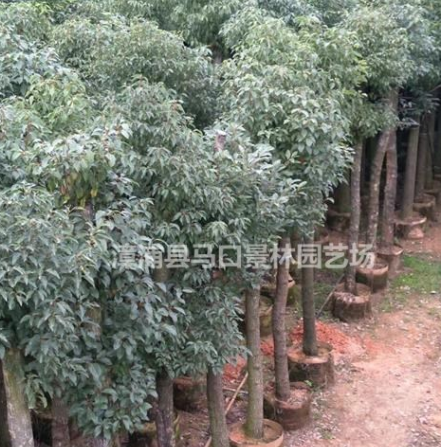 供應各種質優假植香樟價格