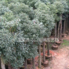 供應各種質優假植香樟價格