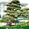 基地直銷 湖南造型五針松 規格齊全喬木特殊造型園林植物 五針松