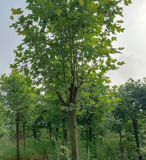 草根園林綠化公司，馬褂木