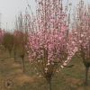 【基地直銷】紅葉碧桃樹苗批發(fā)園林景觀綠化樹紅葉碧桃價格合理