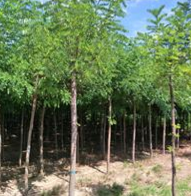 平頭刺槐-出售刺槐-刺槐樹多少錢