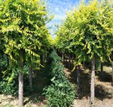 供應(yīng)金葉榆-金葉榆高接金葉榆