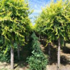 供應金葉榆-金葉榆高接金葉榆