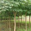 【基地直銷】風(fēng)景工程苗七葉樹苗批發(fā) 苗木直桿7葉樹 園林綠化